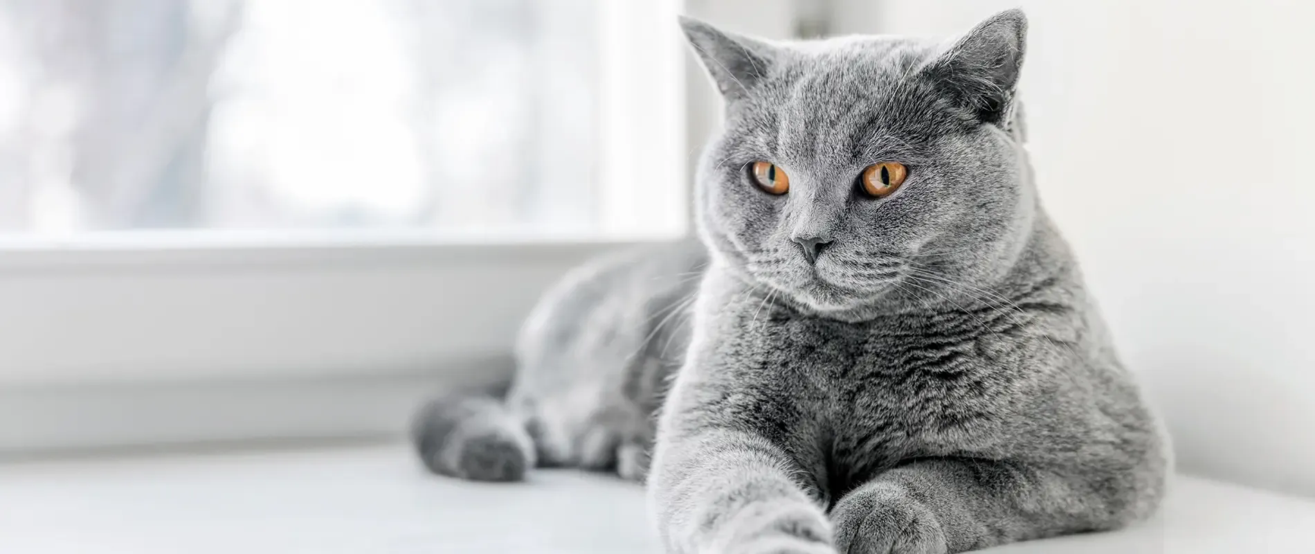 Home kat kopen 1900x800