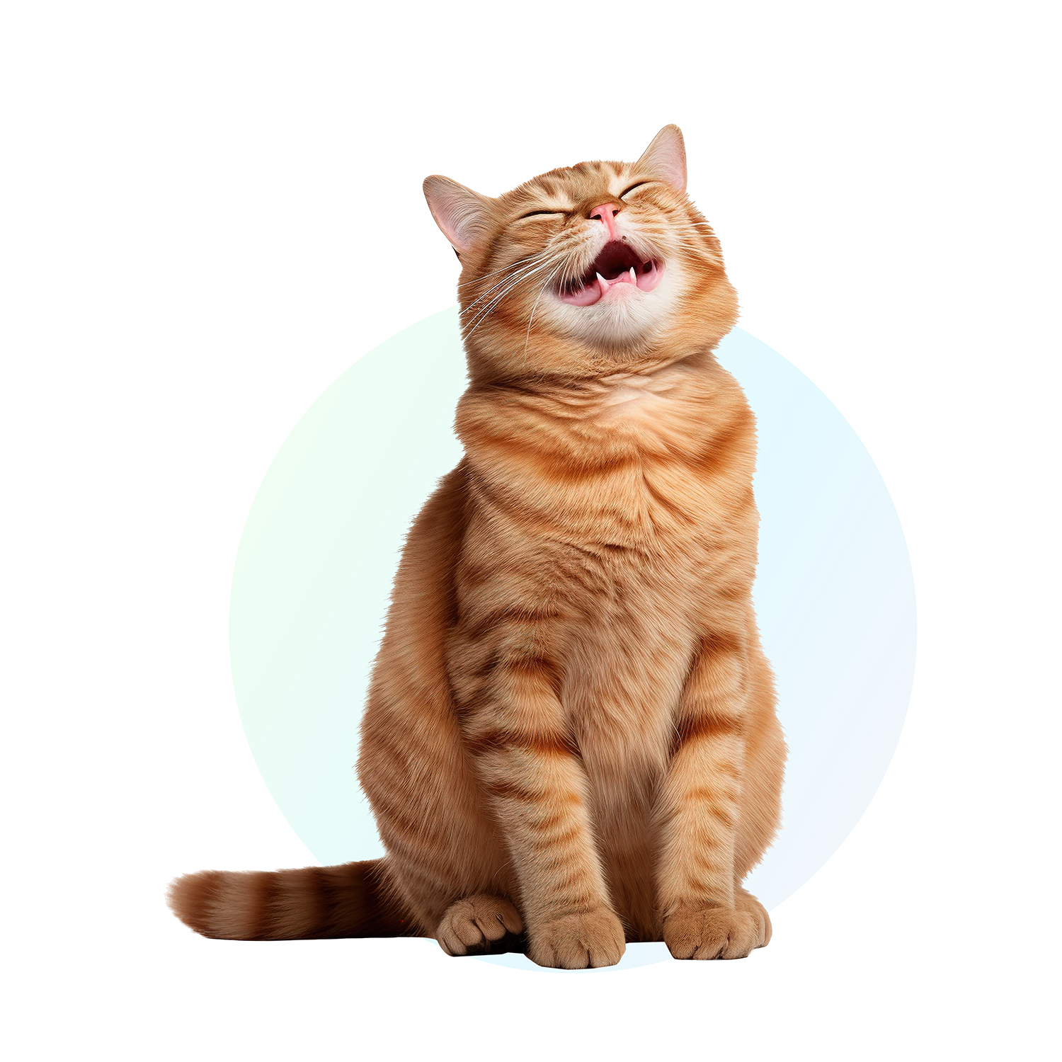 Home kat