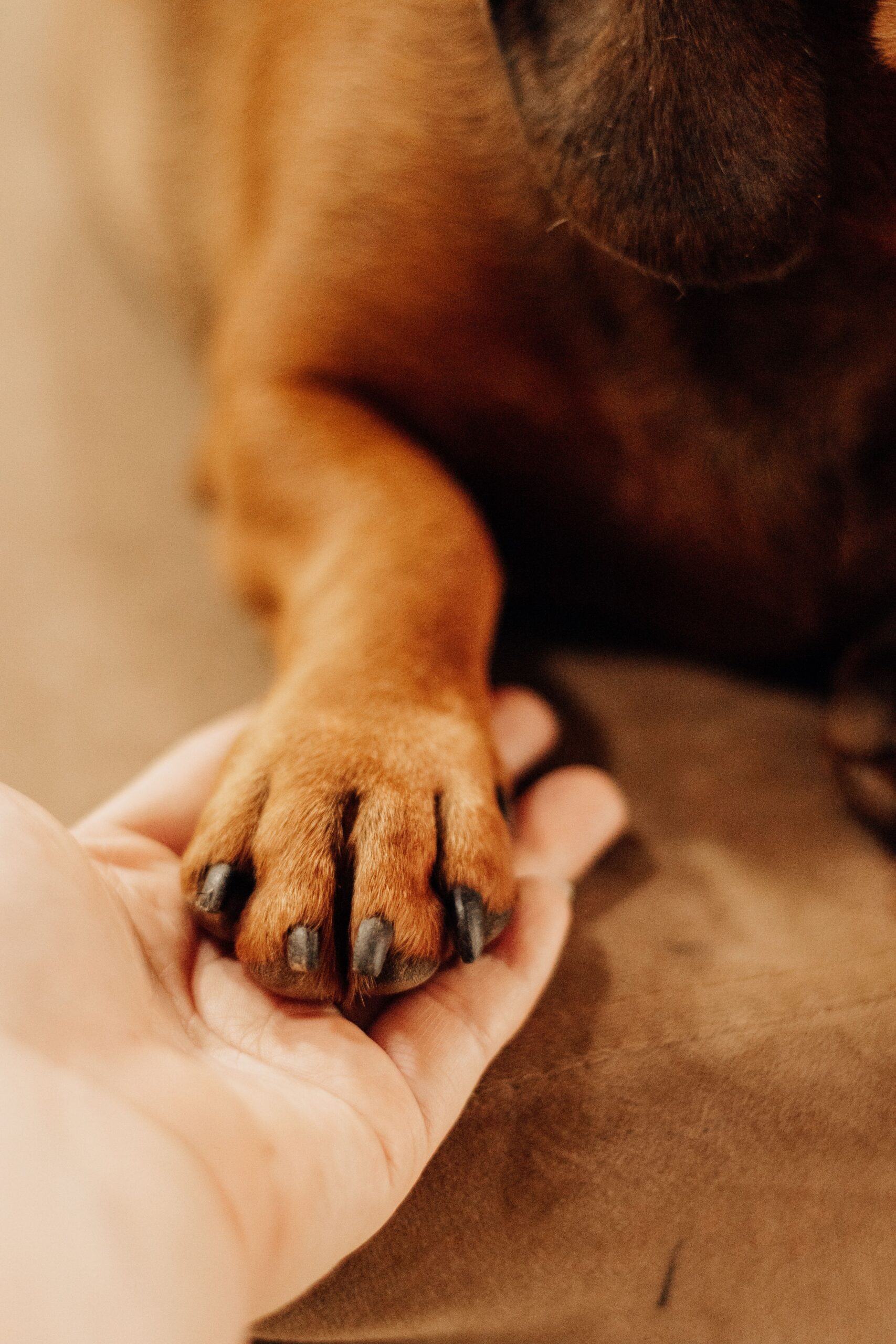 Services Close-up of a human hand gently holding a dog's paw, symbolizing friendship and bond.