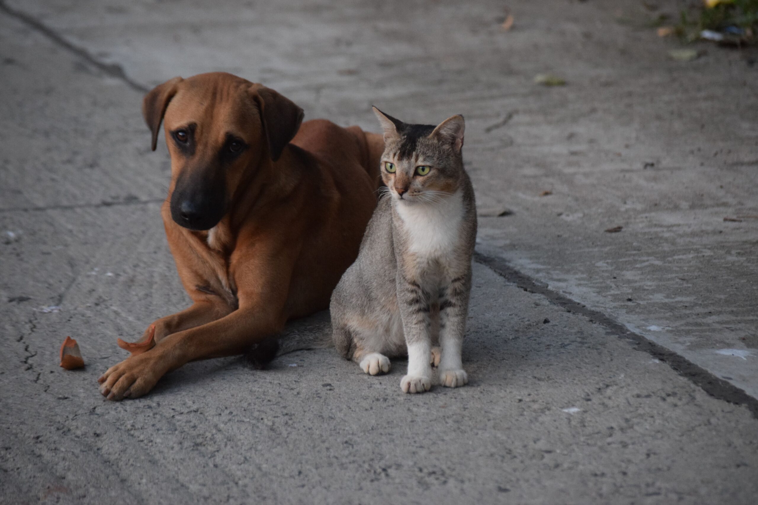 Home A dog and a cat sitting together on a concrete street in Kolkata. Perfect harmony in an urban setting.