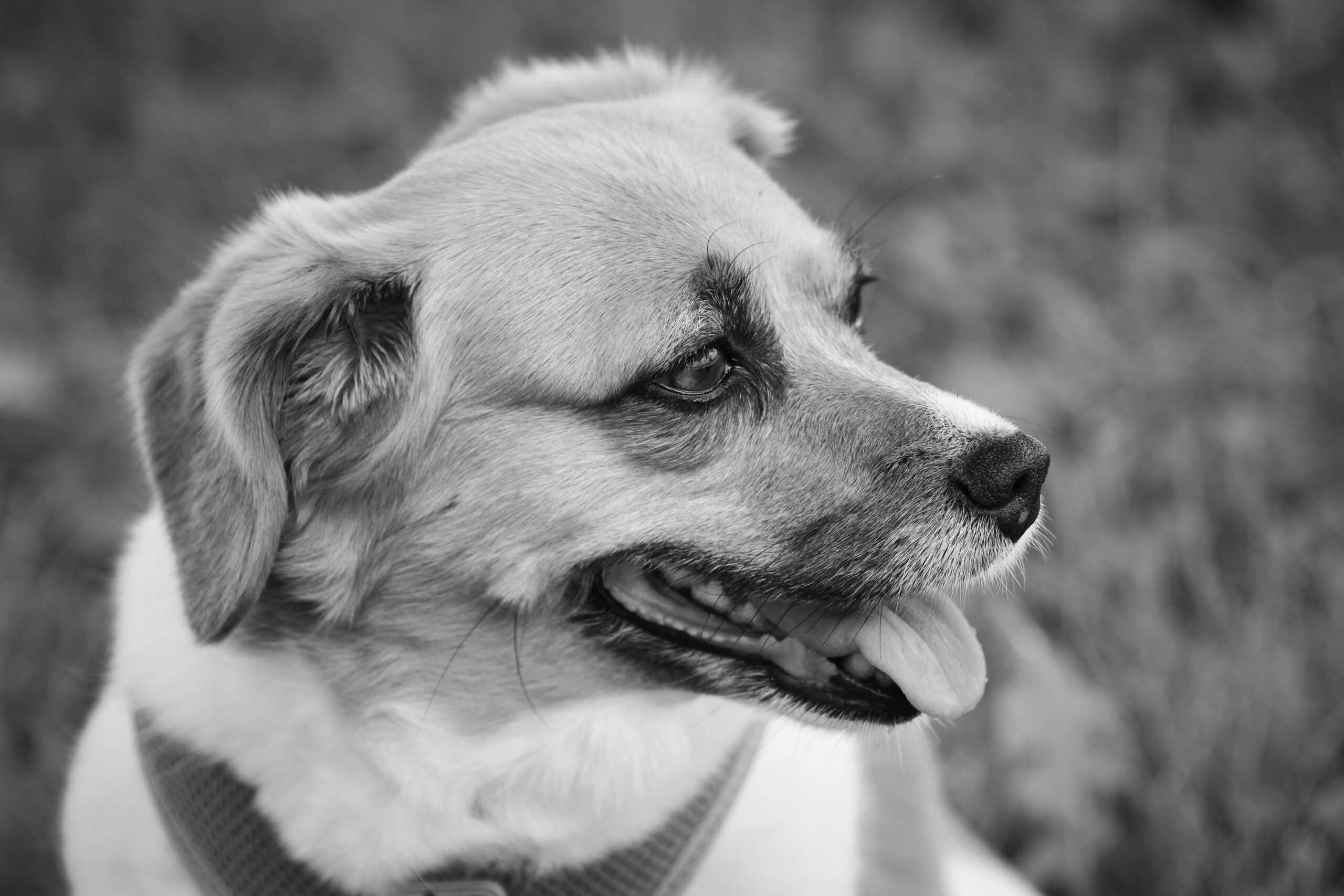 Charming black and white portrait of a smiling dog in an outdoor setting.