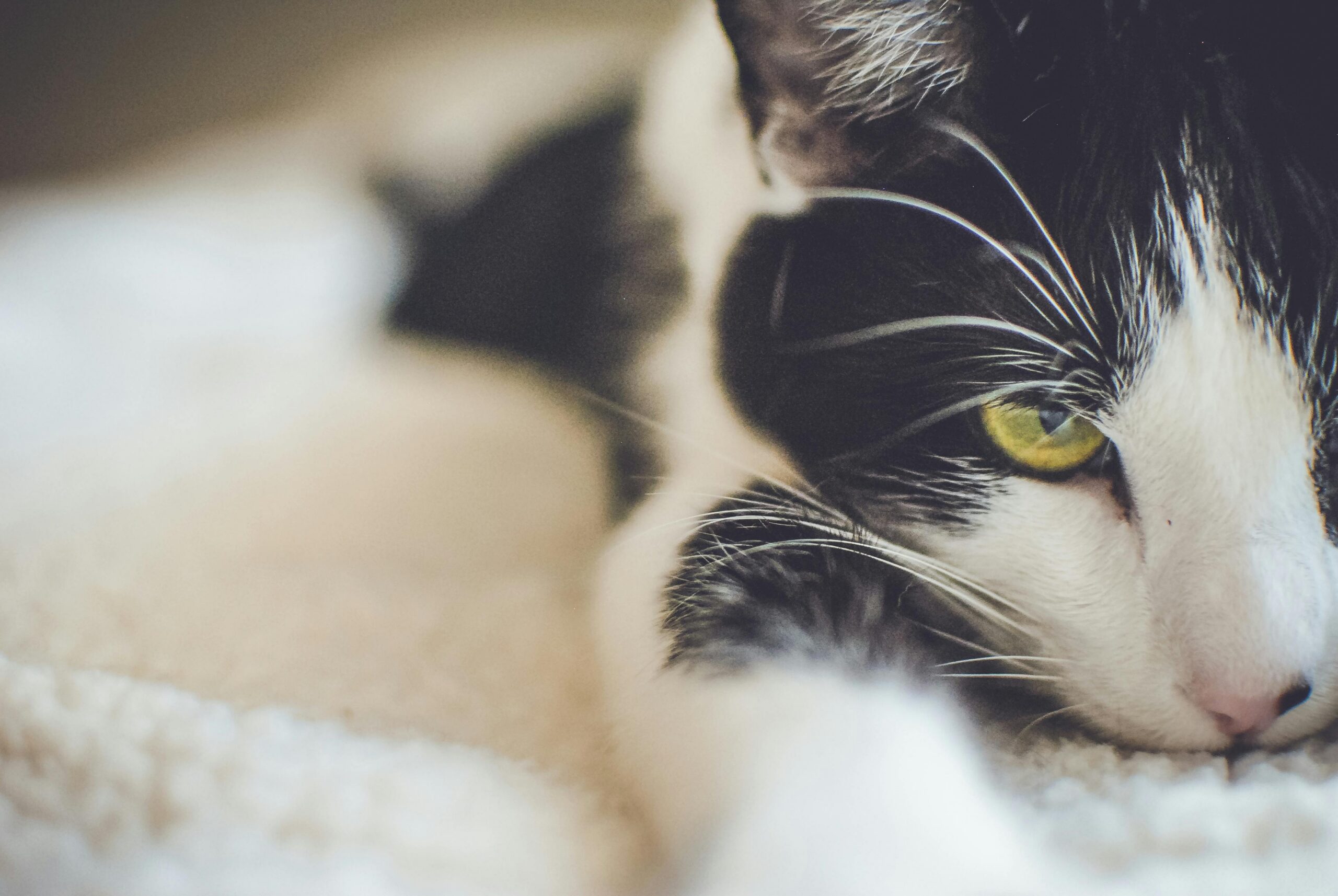 Services A relaxed black and white domestic cat with yellow eyes, close-up view.